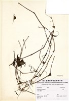 藏品(水蓼)的圖片